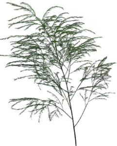 Stallion Concrete Color - Fern and Fern Like