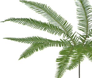 Stallion Concrete Color - Fern and Fern Like