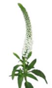 Stallion Concrete Color - Filler Flowers