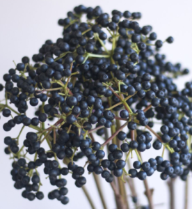 Stallion Concrete Color - Berries