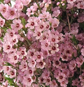 Stallion Concrete Color - Waxflower