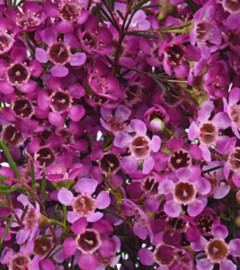 Stallion Concrete Color - Waxflower