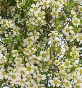 Stallion Concrete Color - Waxflower