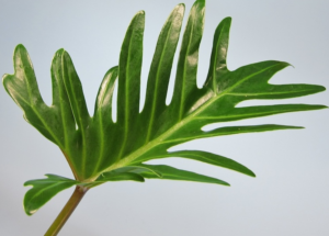Stallion Concrete Color - Greenery