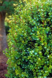 Stallion Concrete Color - Greenery
