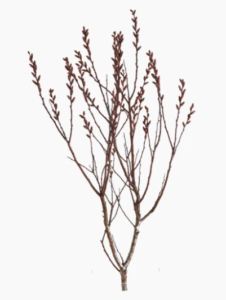 Stallion Concrete Color - Branches and Twigs