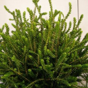 Stallion Concrete Color - Greenery