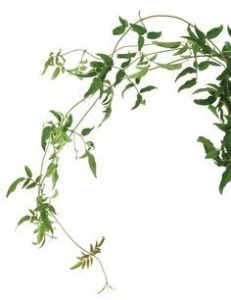 Stallion Concrete Color - Greenery