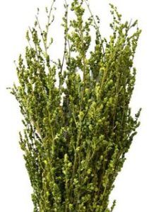 Stallion Concrete Color - Greenery