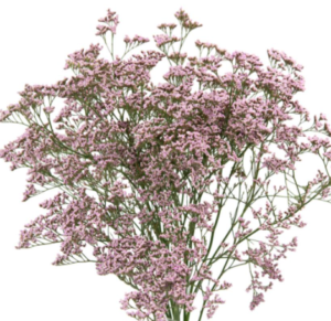 Stallion Concrete Color - Filler Flowers