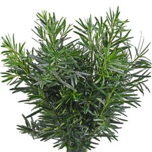 Stallion Concrete Color - Greenery