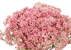 Stallion Concrete Color - Filler Flowers