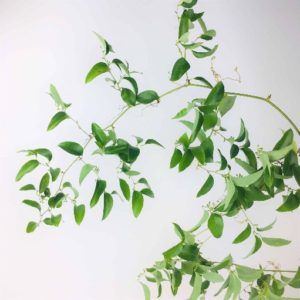 Stallion Concrete Color - Greenery