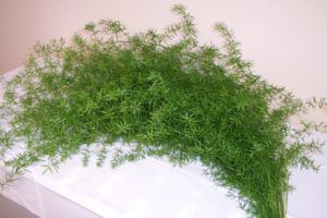 Stallion Concrete Color - Greenery