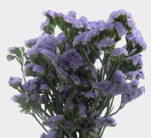 Stallion Concrete Color - Filler Flowers