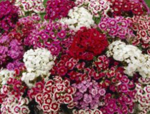 Stallion Concrete Color - Filler Flowers