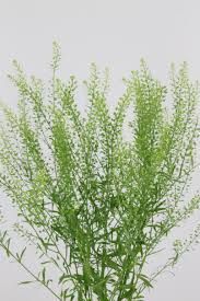 Stallion Concrete Color - Greenery