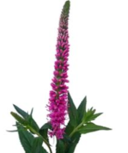 Stallion Concrete Color - Filler Flowers