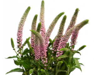 Stallion Concrete Color - Filler Flowers