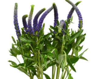 Stallion Concrete Color - Filler Flowers