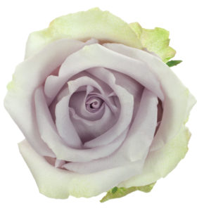 Stallion Concrete Color - Roses – Purple & Lavender