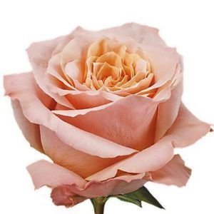 Stallion Concrete Color - Roses – Peach