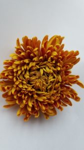 Stallion Concrete Color - Mums – Commercial, Cremone, Spider