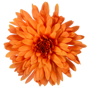 Stallion Concrete Color - Mums – Commercial, Cremone, Spider