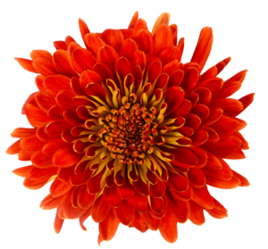 Stallion Concrete Color - Mums – Commercial, Cremone, Spider