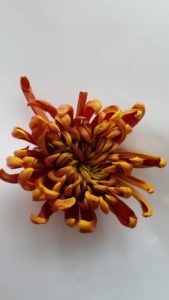 Stallion Concrete Color - Mums – Commercial, Cremone, Spider