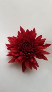 Stallion Concrete Color - Mums – Commercial, Cremone, Spider