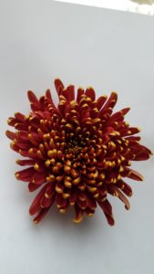 Stallion Concrete Color - Mums – Commercial, Cremone, Spider