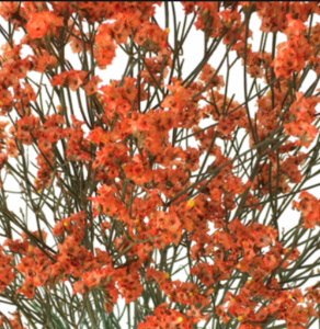 Stallion Concrete Color - Filler Flowers