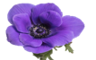 Stallion Concrete Color - Anemone