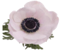 Stallion Concrete Color - Anemone