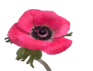Stallion Concrete Color - Anemone