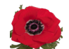 Stallion Concrete Color - Anemone