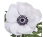 Stallion Concrete Color - Anemone
