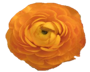 Stallion Concrete Color - Ranunculus