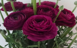 Stallion Concrete Color - Ranunculus