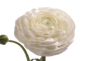 Stallion Concrete Color - Ranunculus