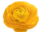 Stallion Concrete Color - Ranunculus