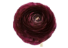 Stallion Concrete Color - Ranunculus