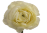 Stallion Concrete Color - Ranunculus