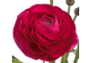 Stallion Concrete Color - Ranunculus