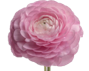 Stallion Concrete Color - Ranunculus
