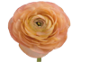 Stallion Concrete Color - Ranunculus