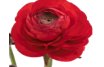 Stallion Concrete Color - Ranunculus