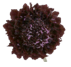 Stallion Concrete Color - Scabiosa