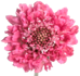 Stallion Concrete Color - Scabiosa